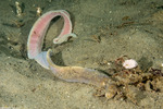 Heteronemertea