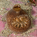 Bivalves