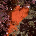 Microcioninae
