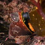 Tegulidae