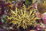 Stony Corals