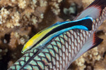 Labroides