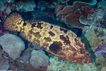 Serranidae
