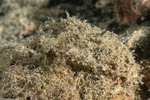 Anaora
