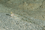 Favonigobius
