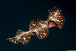 Rhabditophora