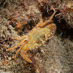 Crabs