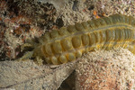 Synaptidae