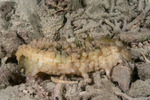 Stichopus