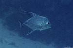 Carangiformes