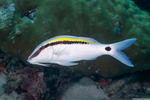 Parupeneus