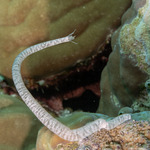 Synaptula