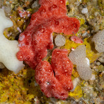 Tunicates
