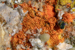 Heteroscleromorpha