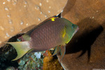 Epibulus