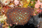 Merulinidae