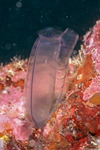 Rhopalaea