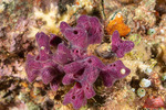 Chalinula