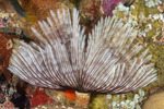 Canalipalpata