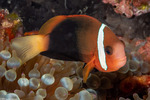 Anemonefishes