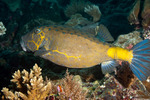 Boxfishes