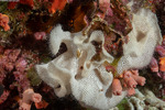Bryozoa