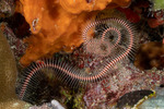 Ophiocomidae