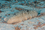 Echinozoa