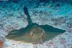 Pastinachus
