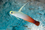 Ptereleotrinae