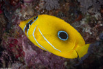 Butterflyfishes