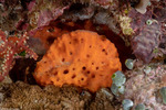 Acanthella