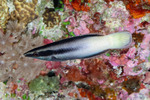 Labroides
