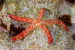 Sea Stars