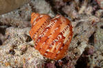 Turbininae