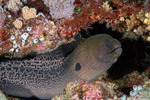 Gymnothorax