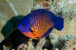 Angelfishes