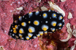 Phyllidiidae