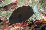 Acanthurus
