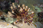 Feather Stars