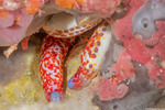 Galatheoidea