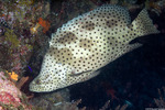 Cromileptes