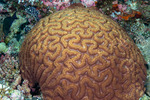 Corals
