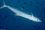 Scombrinae