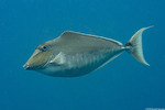 Unicornfishes