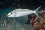 Lutjanidae