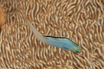 Plagiotremus