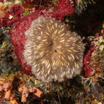 Octocorallia