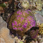 Fungiidae