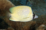 Butterflyfishes
